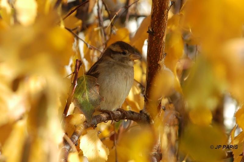 Passer domesticus